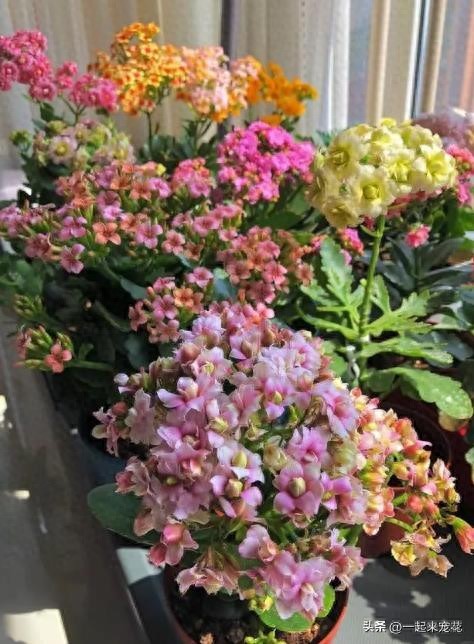 11月帶回家的長(zhǎng)壽花，趕緊做好這4件事，輕松開成大花球