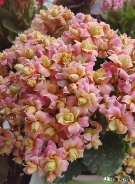 有沒有月月開花的花_十一月開花的有哪些花_花開有聲月月