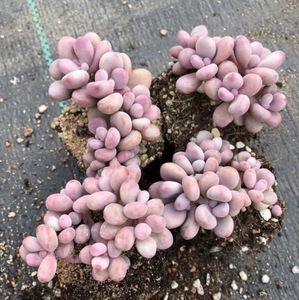 多肉景天科品種大全_景天科多肉怎么養(yǎng)_多肉景天科怎么養(yǎng)