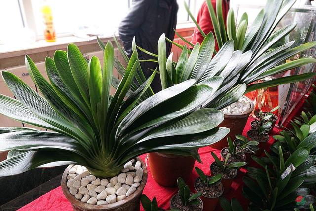 室內適宜盆栽花卉_適合室內盆栽花卉盆景_花卉適宜盆栽室內還是室外