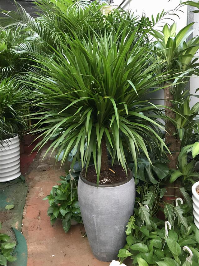 花卉適宜盆栽室內還是室外_室內適宜盆栽花卉_適合室內盆栽花卉盆景