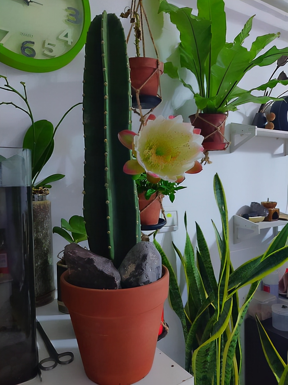 花卉適宜盆栽室內還是室外_室內適宜盆栽花卉_適合室內盆栽花卉盆景