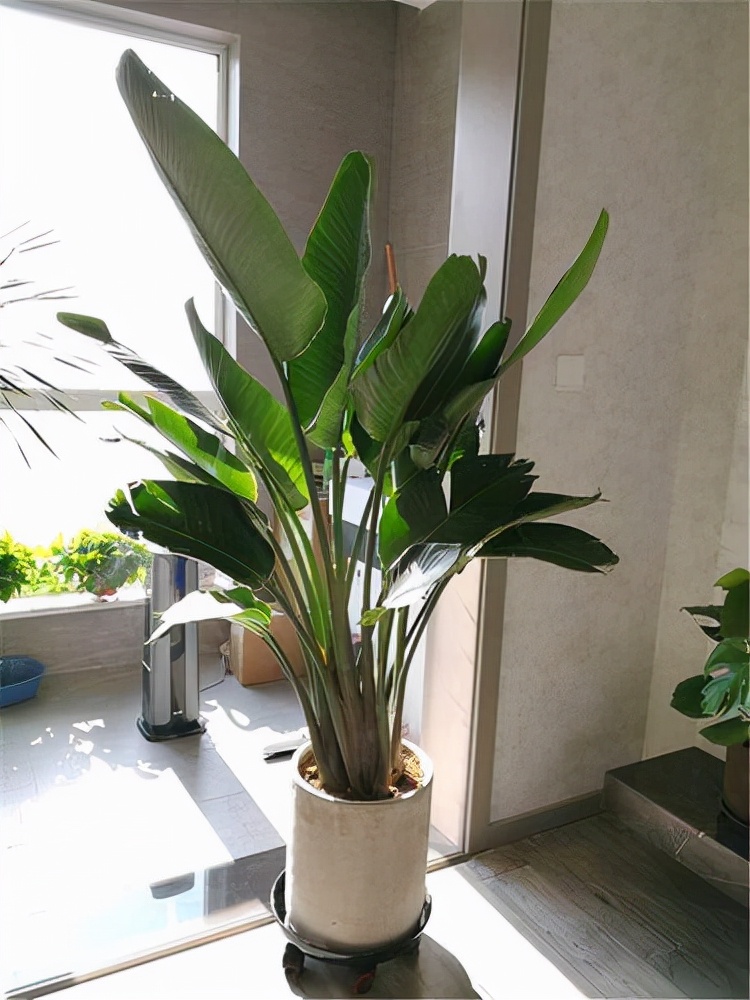 室內適宜盆栽花卉_適合室內盆栽花卉盆景_花卉適宜盆栽室內還是室外