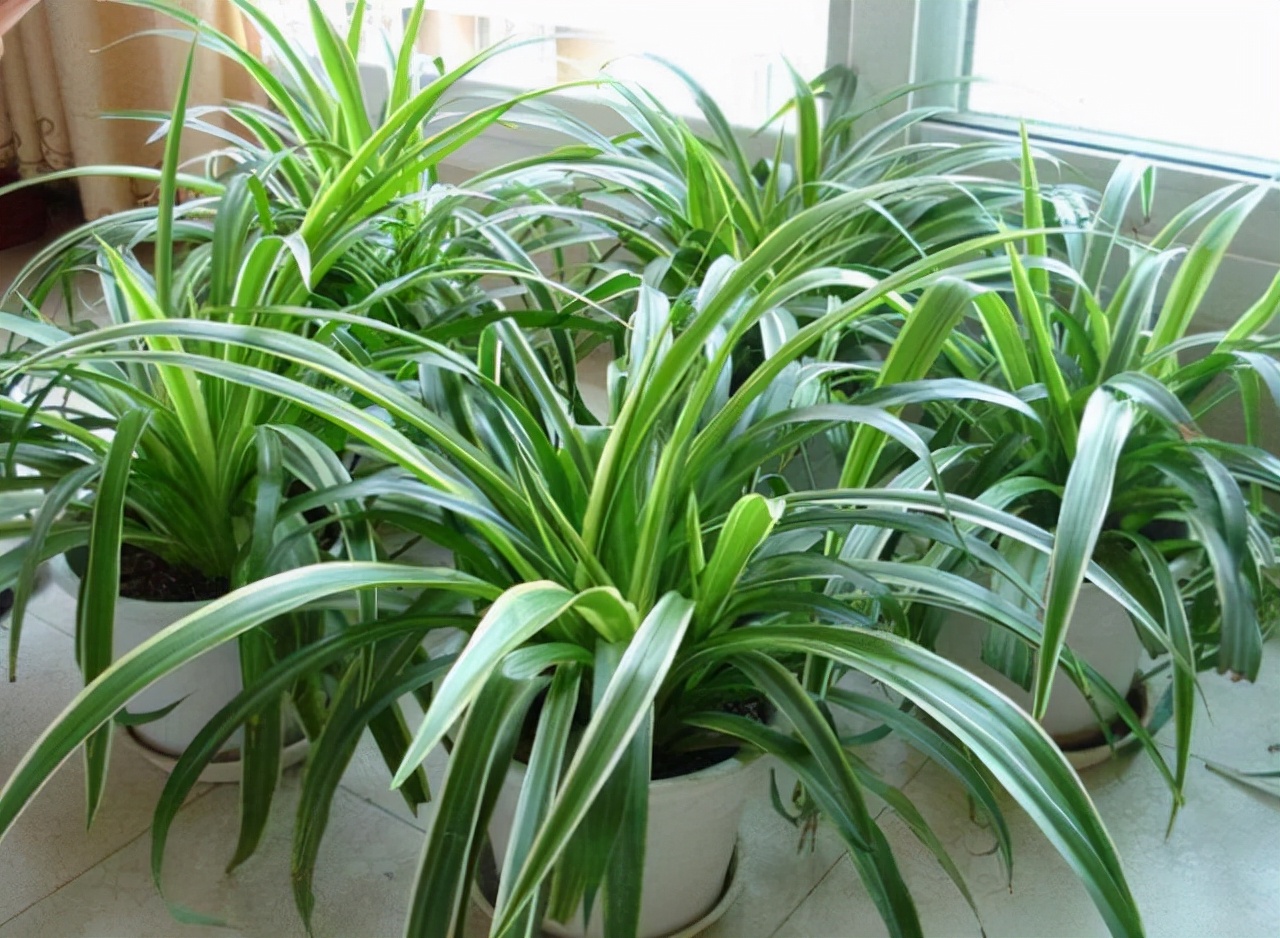 室內適宜盆栽花卉_適合室內盆栽花卉盆景_花卉適宜盆栽室內還是室外