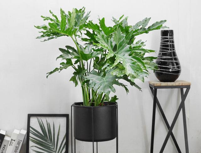 室內適宜盆栽花卉_適合室內盆栽花卉盆景_花卉適宜盆栽室內還是室外