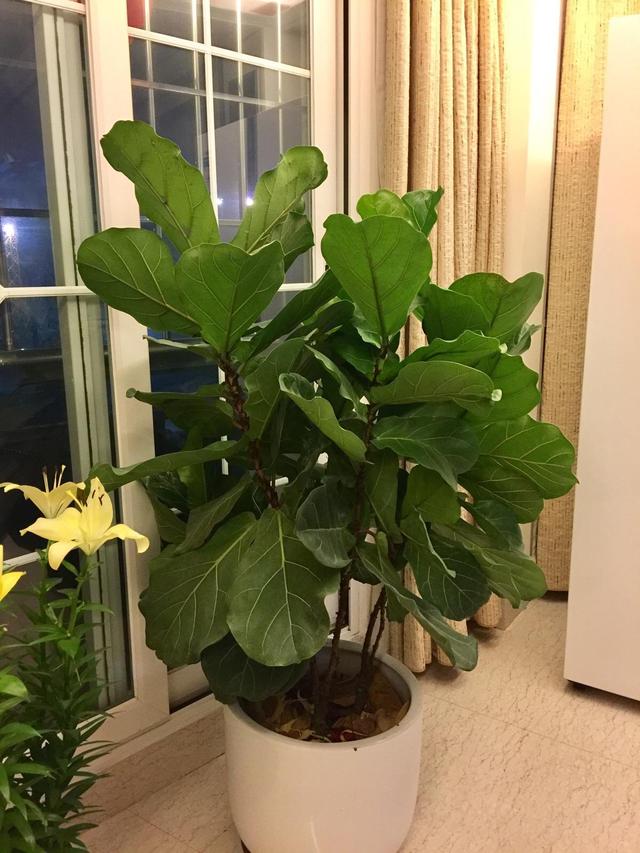 花卉適宜盆栽室內還是室外_適合室內盆栽花卉盆景_室內適宜盆栽花卉