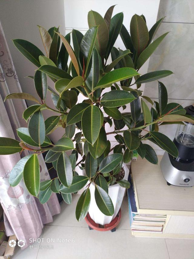 適合室內盆栽花卉盆景_花卉適宜盆栽室內還是室外_室內適宜盆栽花卉