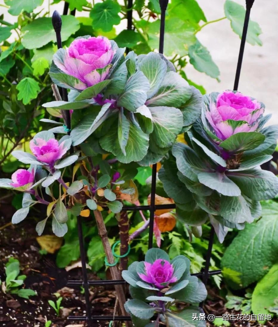 冬季養花的注意事項_冬季養花_冬季養花施肥