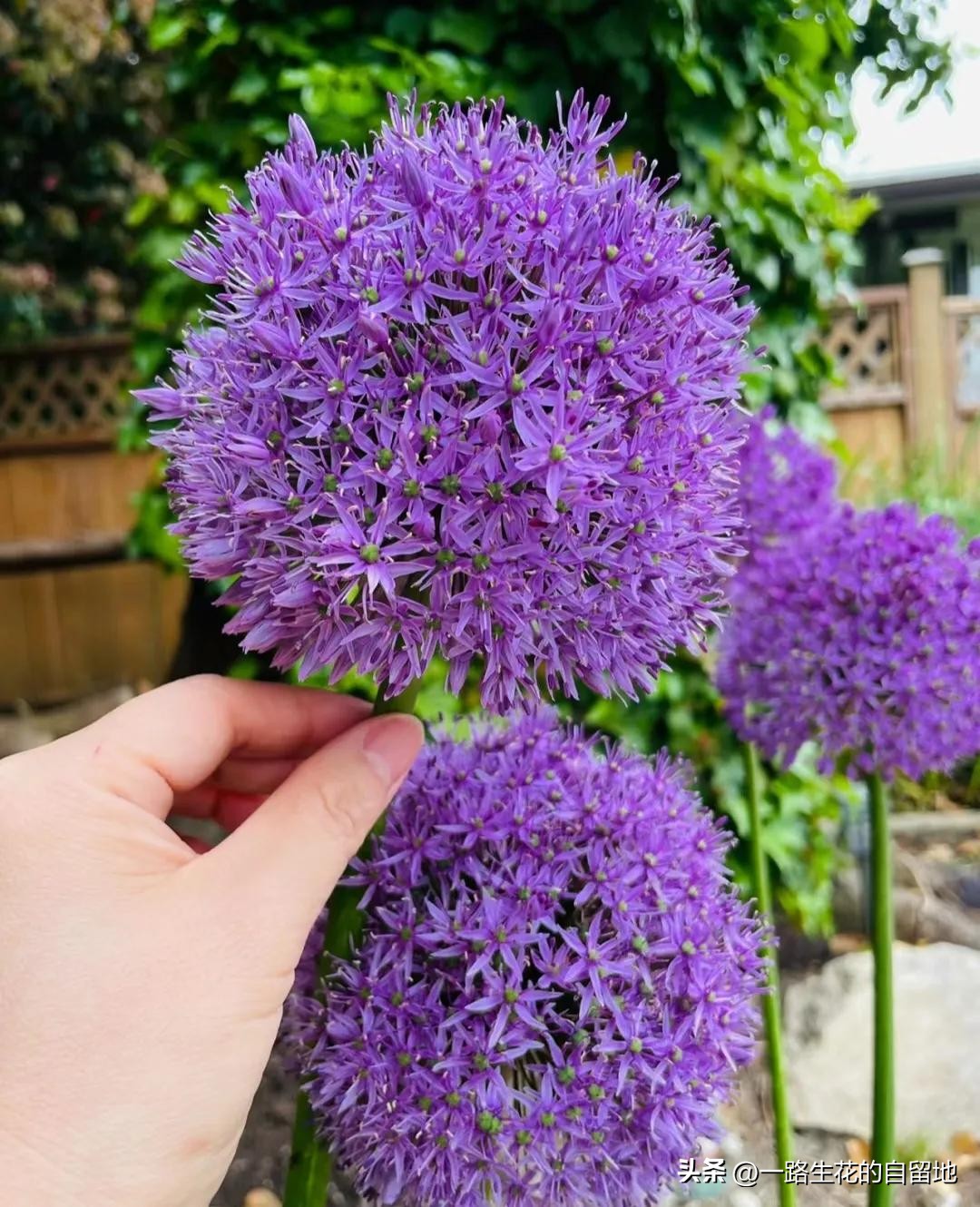 冬季養花施肥_冬季養花_冬季養花的注意事項