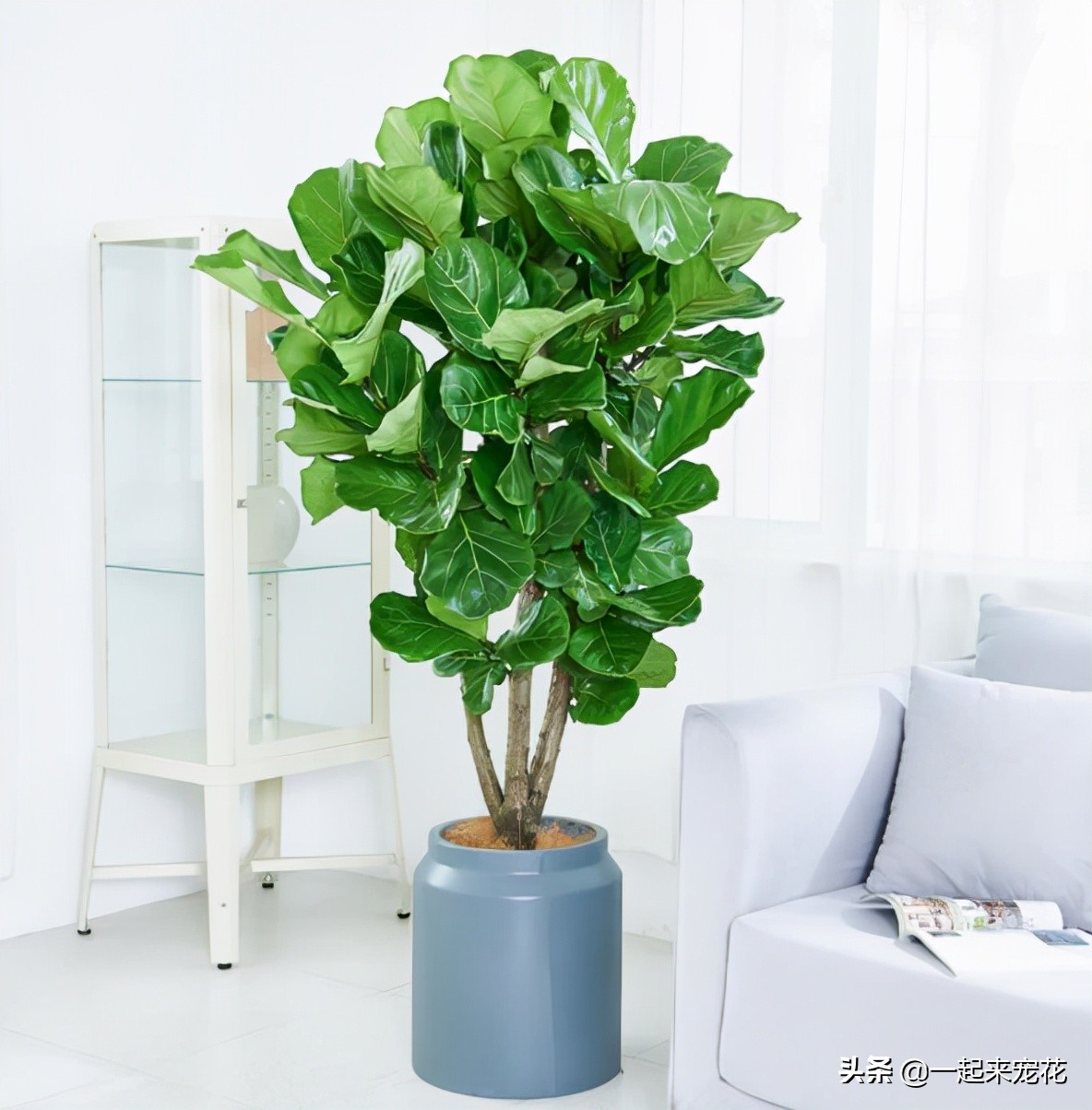 適合室內養的大綠植_室內養什么大綠植最好看又好養_適合室內養的大綠植有哪些