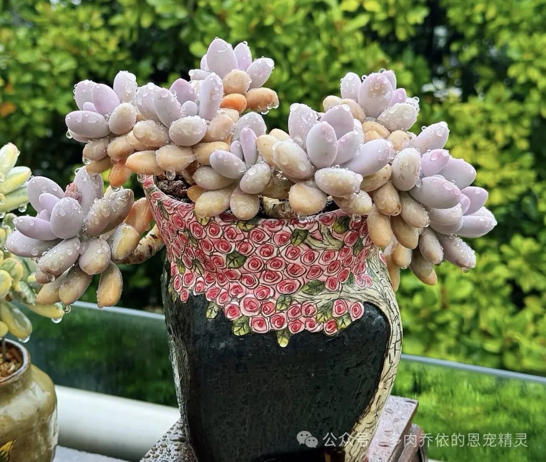 多肉保利安娜好養嗎_保利安娜多肉好養嗎_多肉植物保利安娜老樁圖片