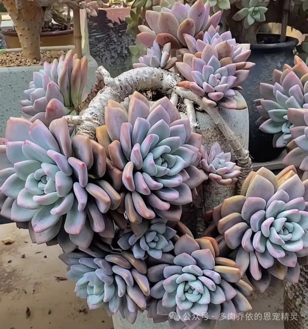 保利安娜多肉好養嗎_多肉植物保利安娜老樁圖片_多肉保利安娜好養嗎