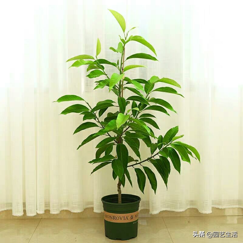 玉蘭花室內盆栽好養嗎_盆栽玉蘭室內養花好嗎_盆栽玉蘭室內養花好不好