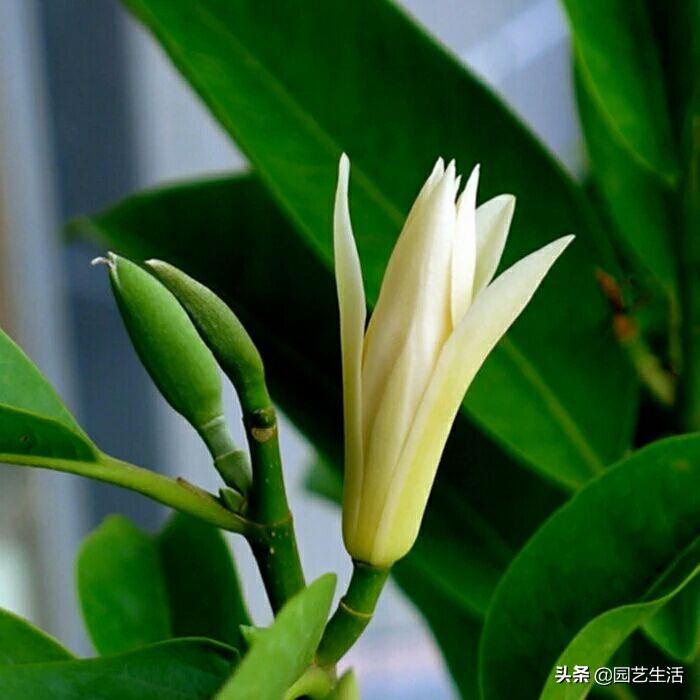 盆栽玉蘭室內養花好嗎_玉蘭花室內盆栽好養嗎_盆栽玉蘭室內養花好不好