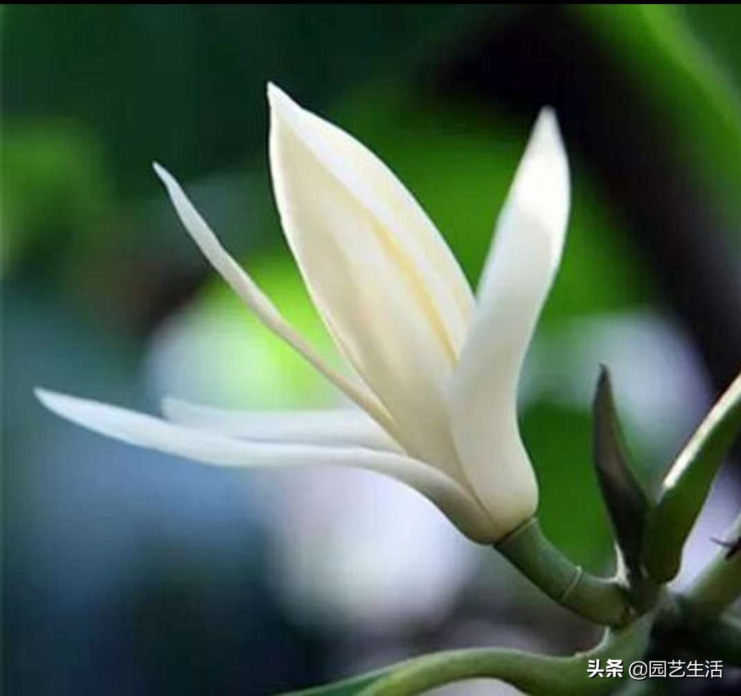 玉蘭花室內盆栽好養嗎_盆栽玉蘭室內養花好嗎_盆栽玉蘭室內養花好不好