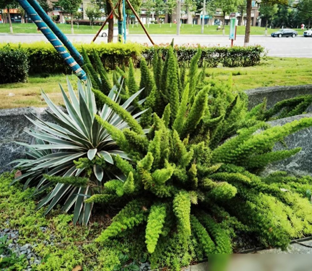 便宜又好養的綠植_便宜養綠植好養的植物_便宜養綠植好不好