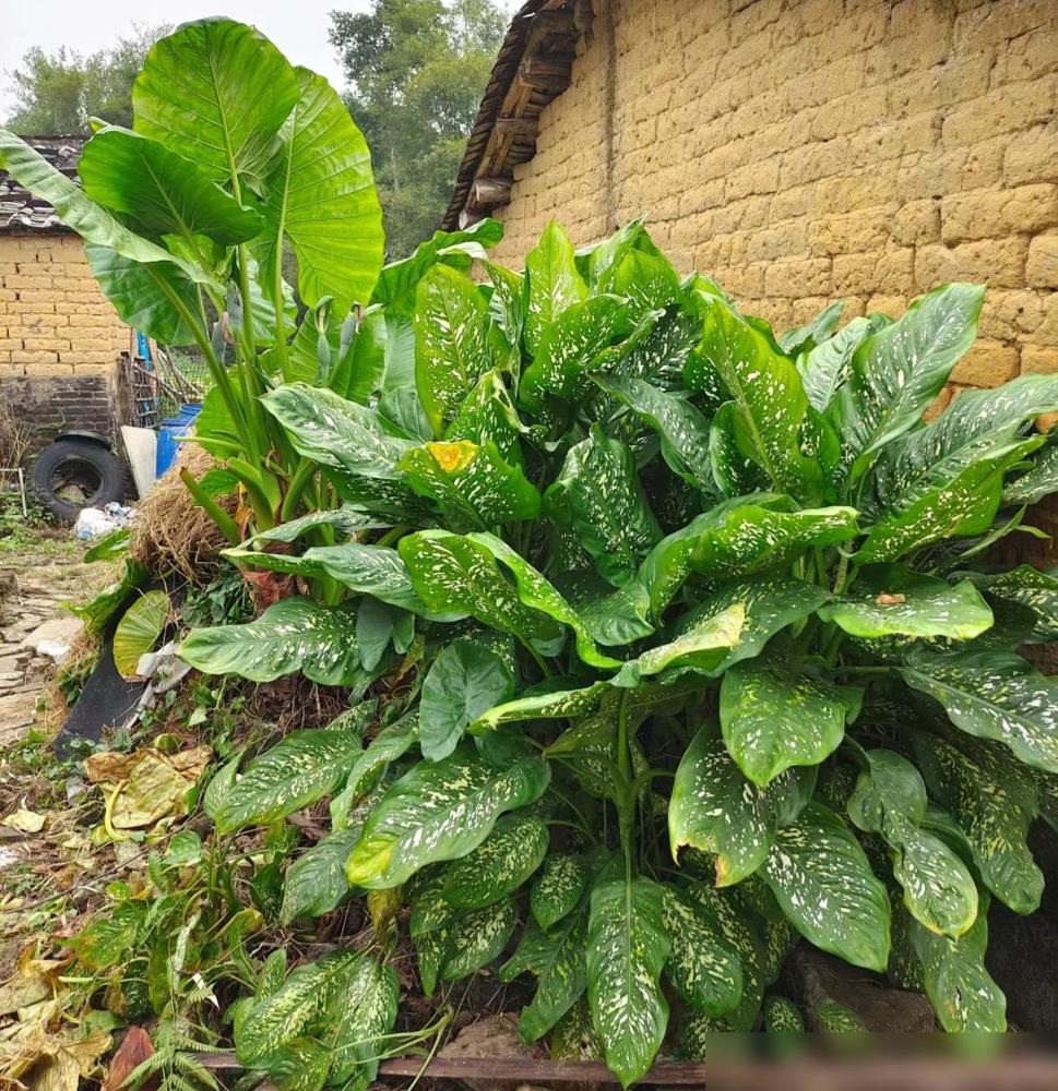 便宜養綠植好不好_便宜養綠植好養的植物_便宜又好養的綠植