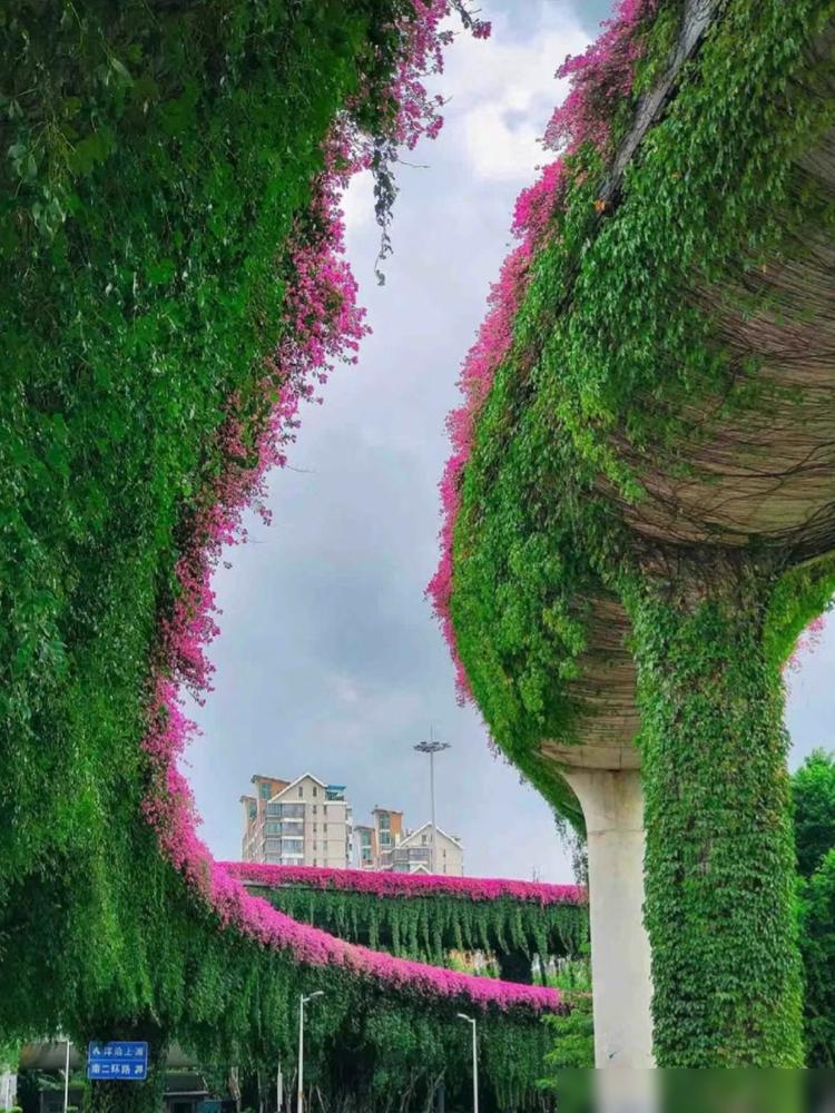 便宜又好養的綠植_便宜養綠植好養的植物_便宜養綠植好不好