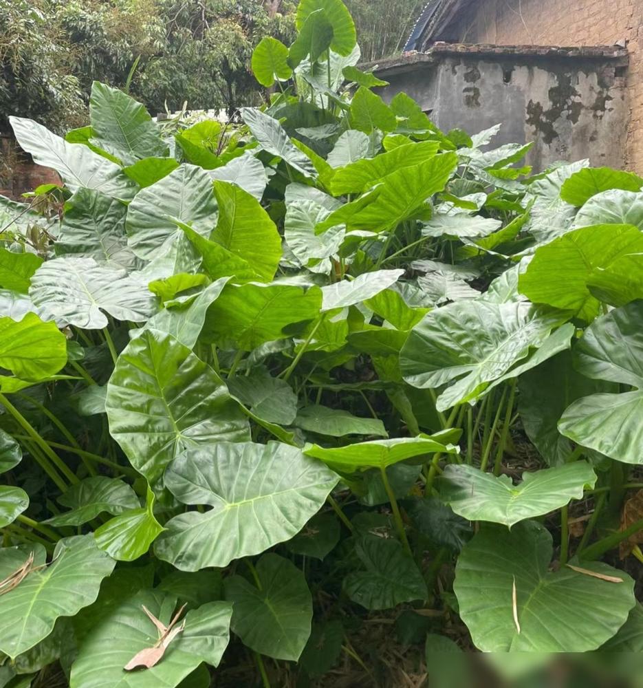 便宜又好養的綠植_便宜養綠植好養的植物_便宜養綠植好不好