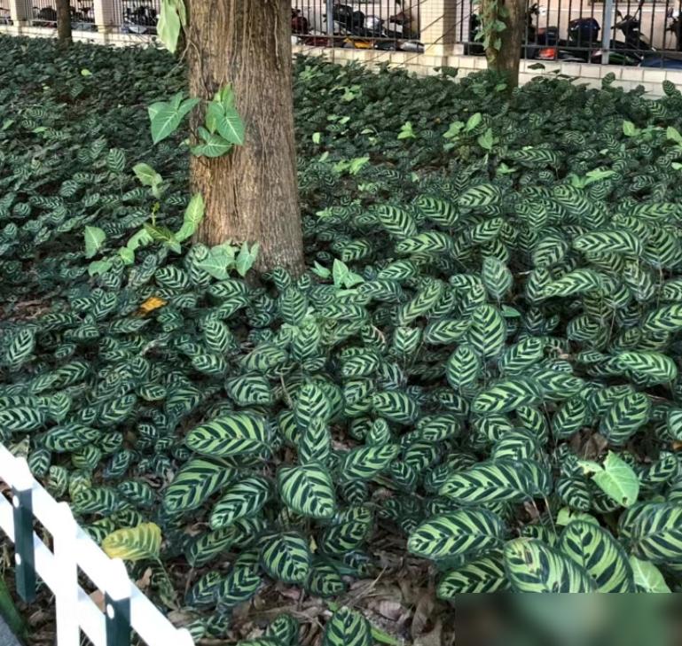 便宜養綠植好養的植物_便宜養綠植好不好_便宜又好養的綠植