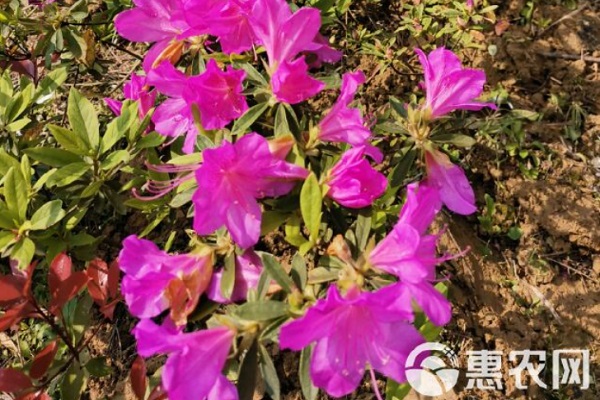 什么品種的杜鵑花好養(yǎng)？