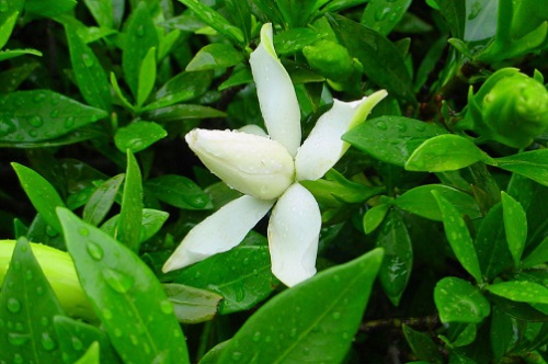 室內(nèi)養(yǎng)梔子花適合什么花盆_梔子花適合室內(nèi)養(yǎng)嗎_梔子花適不適合室內(nèi)養(yǎng)