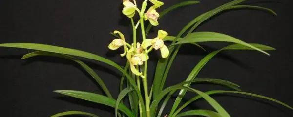 蘭花夏季室內(nèi)怎么養(yǎng)