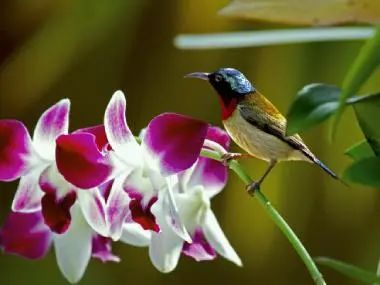 什么蘭花適合在室內養_蘭花室內養適合什么土壤最好_蘭花室內養適合溫度